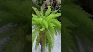 Evergreenplant Foxtail Asperagus fern shampysgarden shorts trending reels houseplant viral [upl. by Divan]