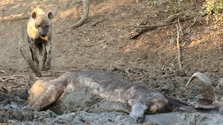 Hyena Finds Buffalo Alive amp Stuck in Mud [upl. by Endys]