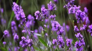 Lavender angustifolia or lavandula officinalis [upl. by Nairoc]