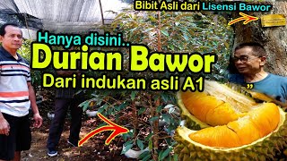 Bibit durian bawor Banyumas asli 087726035000 [upl. by Aihsotan]