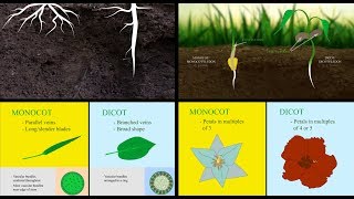 Monocots vs Dicots [upl. by Vern507]