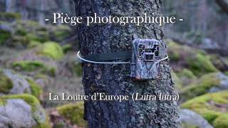 Piège photographique  Loutre dEurope [upl. by Theall]