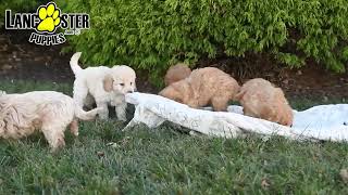 Adorable Mini Labradoodle Puppies [upl. by Cimah]