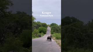 Ultimate Kruger National Park Safari Big Five Adventure amp Wildlife Encountersquot [upl. by Arek]