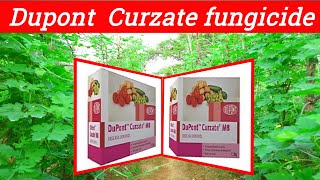 Dupont Curzate fungicide  Cymoxanil 8 Mancozeb 64WP Curzate fungicide price dose work result [upl. by Christis912]