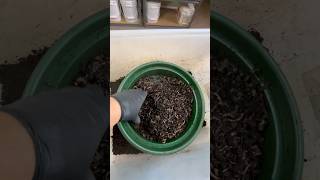 Red Wiggler Worm Bait Trap Working redwigglers vermicompost worms [upl. by Otanod]