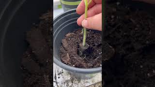 How To Transplant Aerogarden Tomato’s To Soil [upl. by Letnahs779]