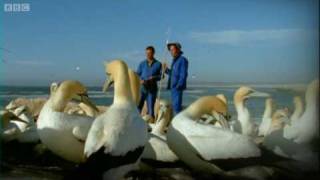 Epic Gannet Journeys  Animal Camera  BBC Earth [upl. by Diad]