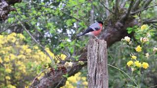 Birds Singing and Panpipes Peaceful Music  Meditation Music Study  Sleep Spa Relaxation Music [upl. by Anitselec]