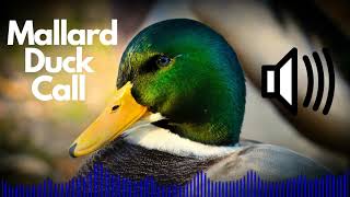 Mallard Duck Call Sound Effects Quack  No Copyright [upl. by Ferretti344]