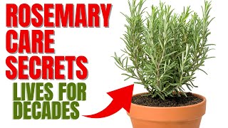 How To Grow A Rosemary Plant For Decades  12 Secrets To Success [upl. by Erdna]