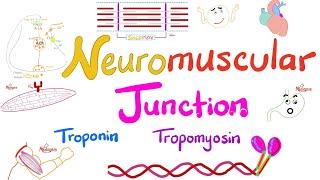 Troponin Tropomyosin TTubules Sarcoplasmic Reticulum and the Neuromuscular junction NMJ [upl. by Orimar672]