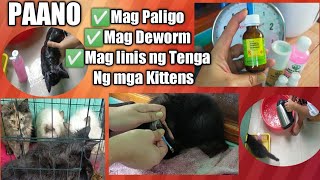 Paano mag Paligo Deworm at mag Linis ng Tenga ng mga Pusa [upl. by Einaffit]