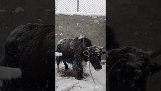 First snowfall of the year 2019 at Gulmit Gojal Hunza [upl. by Anaig]