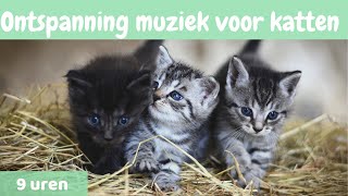 8  Ontspanning muziek voor katten 🐱 ontspannen muziek voor katten en Kittens 🐱9 uren [upl. by Vanni]