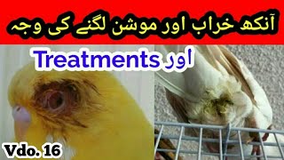 Eyes Infection Motion Disease amp Treatment of Australian parrots in UrduHindi Arham Naveed Vdo16 [upl. by Ilyssa]