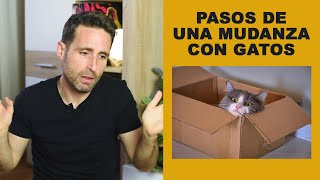 En una mudanza ¿cuándo debo llevarme a los gatos a la nueva casa [upl. by Animaj]