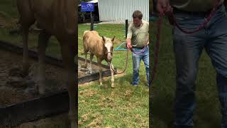 Steel N Love going through the waterbox 2024 Palomino AQHA Filly by White Steel [upl. by Kendyl]