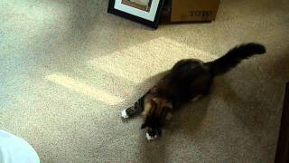 Maine Coon cat chasing laser pointer [upl. by Nahraf]