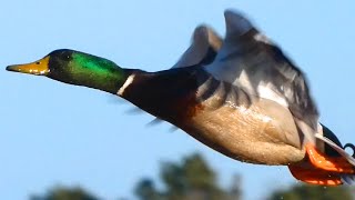 Mallard duck quack  call sounds flying bathing [upl. by Enilrae859]