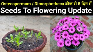 अकतूबर में उगाये Osteospermum  Dimorpotheca  African Daisy Flower Plant From Seeds To Flowering [upl. by Massab]