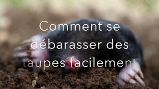 TuTo Taupe Se débarrasser des Taupes démonstration et résultat [upl. by Asaret]