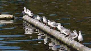 BlackHeaded Gulls in a row [upl. by Janie]