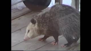 Opossum At A Grill [upl. by Kliment]