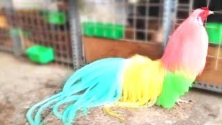 ये मुर्गे नहीं देखे तो कुछ नहीं देखे  Chicken Breeds You Will Not Believe Exist [upl. by Center617]