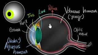 Parts of the eye  Human eye amp the colourful world  Khan Academy [upl. by Hgielsa110]