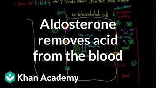 Aldosterone removes acid from the blood  Renal system physiology  NCLEXRN  Khan Academy [upl. by Daus]