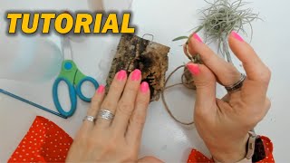 Tutorial como colocar orquidea en tronco paso a paso es una Brassavola nodosa 469 [upl. by Gnirps]