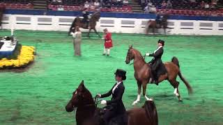 Worlds Championship Horse Show2022 [upl. by Reisman]