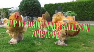 Best 10 Chicken Breeds Easily Found in Zimbabwe [upl. by Nioe167]