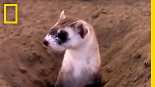 Black Footed Ferrets  National Geographic [upl. by Smail807]