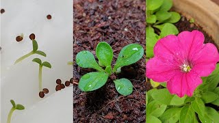 Petunia flower  How to grow petunias from seeds [upl. by Delmar]