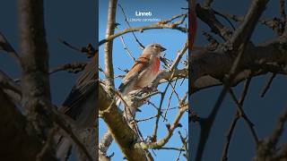 Quick facts about the Linnet  Bird Sounds shorts [upl. by Jem]