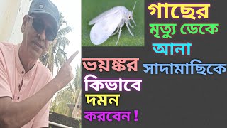 জৈব ও রাসায়নিক পদ্ধতিতে ঘাতক সাদামাছি দমন করতে দেখুন এই ভিডিও।control the killer whitefly Two ways [upl. by Ajim]