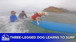 Threelegged dog learns to surf ahead of Surf Dog SurfAThon 🌊 [upl. by Fidele15]