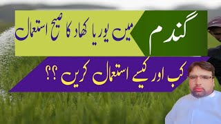 How to use Urea In Wheat Crop 🌾Ghulam Shabeer Velogs [upl. by Cathie]