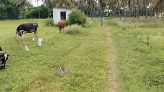 7 acre 18 gunte farm land for sale near suttur varuna mysore taluk 9611154959 [upl. by Ellekcir]