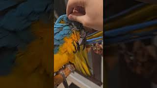 So Many Pin Feathers 🥺 shorts macaw birds parrot [upl. by Anavoig]