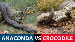 Green Anaconda vs Crocodile  anaconda crocodile wildlife realinfo [upl. by Wadsworth]