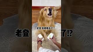 Simba This time its exposed Lao Deng Cute Pet Debut Plan All Things Cute Plan Home Healing Recor [upl. by Gone]