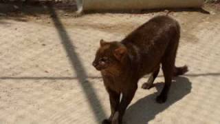 Jaguarundis [upl. by Irved]