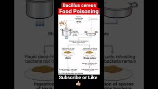 Bacillus cereus Food Poisoning [upl. by Svetlana663]