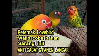 BAHAN SARANG TERBAIK TERNAK LOVEBIRD [upl. by Arianna]