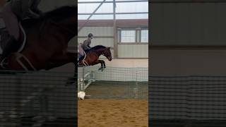 Playing s some sticks today showjumping equestrian horse hunterjumper [upl. by Alekahs]