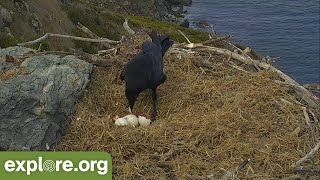 Raven Attack  West End Nest Tragedy Warning graphic [upl. by Hareema920]