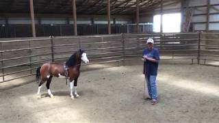 Round Pen Training With Chifney Bit [upl. by Perle]